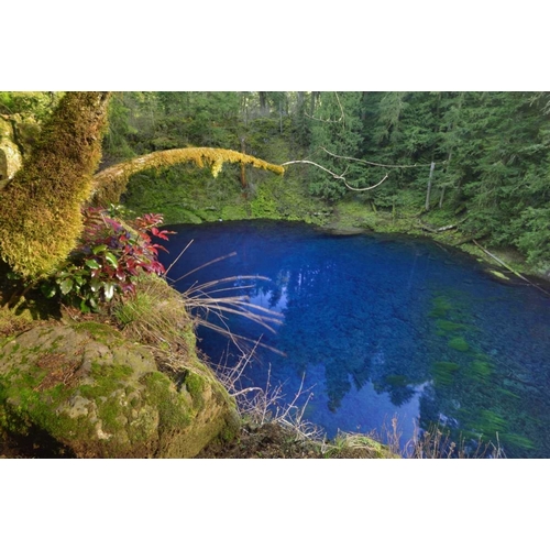 Oregon Blue or Tamolitch Pool on McKenzie River